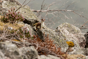 Hermelin in Fjordnorwegen in den Felsen