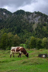 Naklejka premium Brown and white cows on pasture, Verfenveng Austrian Alps, beautiful scenery
