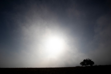 Silhouetted windswept stunted tree on farm grassland in rural Hampshire with sun breaking through early morning fog