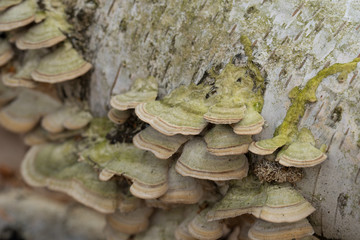 group of polypore fungi on birch tree