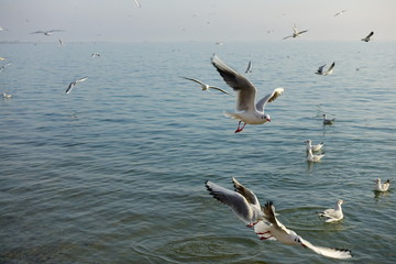 Seagulls over the sea.