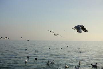 Seagulls over the sea.