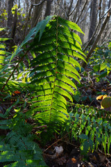 Bracken fern leaf, backlit by the sun in woodland