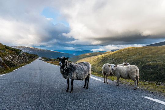 Schafe auf einer Stra&szlig;e in Norwegen