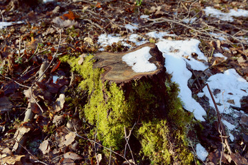 Tree stump in sunlight, with moss and melting snow
