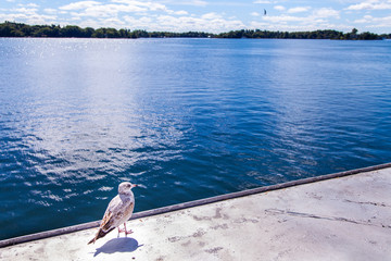 A bird at 1000 lakes in Canada