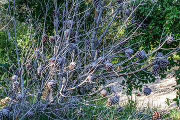 Dry dead pinecones in the forest.