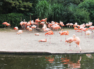group of flamingos in lake