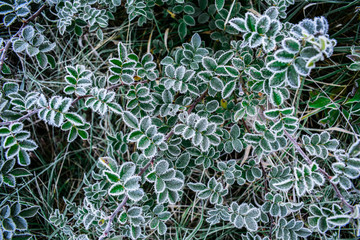 Frosted leaves 