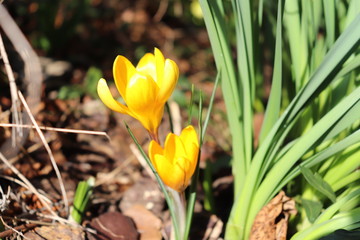 Fototapeta premium FLEUR - CROCUS JAUNE ORANGE