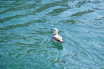 Seagulls of island Losinj,Veli Losinj,Adriatic coast,Croatia,Europe,1