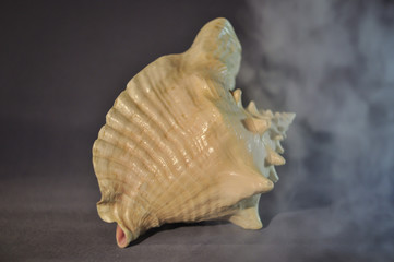 Photo of a large sea shell. Object shooting