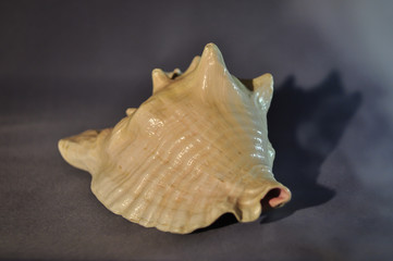 Photo of a large sea shell. Object shooting