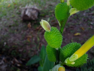 flower 68