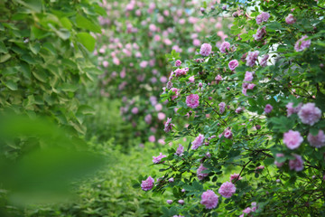 Fototapeta premium Very beautiful garden with a blooming rose