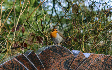 Rotkelchen im Februar
