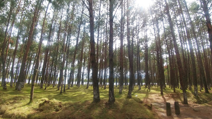 arboles muy altos y luz del sol en medio del bosque 