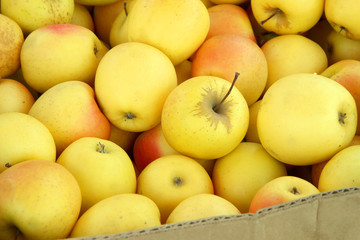 Naklejka na ściany i meble Yellow apples harvest from field 