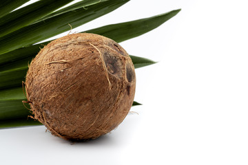 ripe coconut