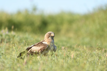 Booted Eagle (Hieraaetus pennatus)