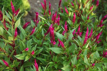 Natural flowers bright purple flowers on green foliage plant background