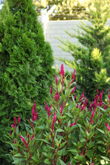 Green arborvitae and flowering plants purple in the garden
