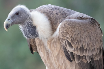 Portrait of vulture