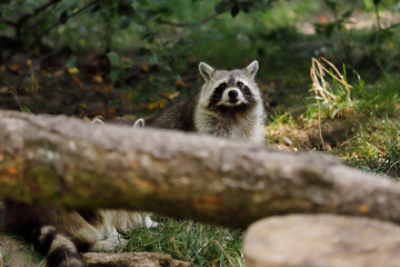 Obraz premium Portrait of sitting adult common raccoon