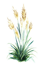 The flowering stems of the reeds of the reed grow out of lush greenery. Hand drawn watercolor illustration. - 251057870