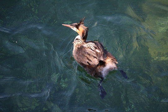 Cristatus Bilder Durchsuchen 16,152 Archivfotos, und