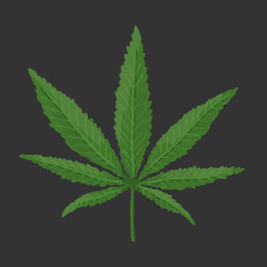 Naklejka na ściany i meble Green Cannabis Leaf. Vector
