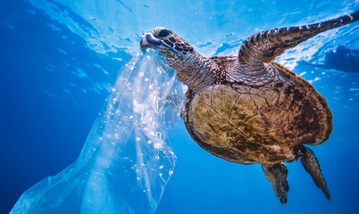 Plastic in Sea Water, turtle eating bag thinking that is a jellyfish, environmental pollution...