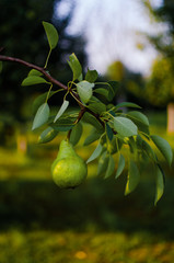 Pears growing on a branch with green leaves in the garden outdoors