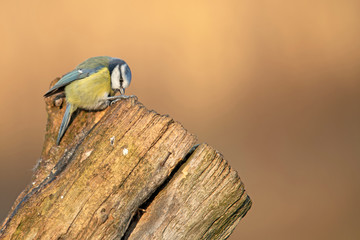 Blaumeise (Cyanistes caeruleus)