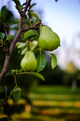 Pears growing on a branch with green leaves in the garden outdoors