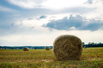 Open area of the field with sowing