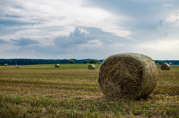 Open area of the field with sowing