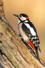 Buntspecht (Dendrocopos major)