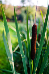 Green grass stem growing outdoors