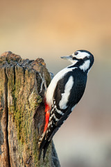 Buntspecht (Dendrocopos major)