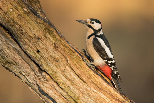 Buntspecht (Dendrocopos major)