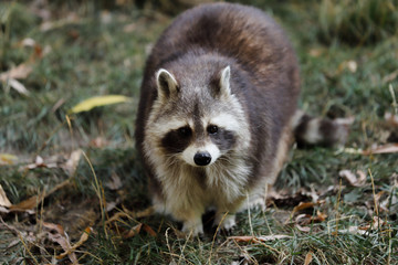 View of full body of male adult common raccoon