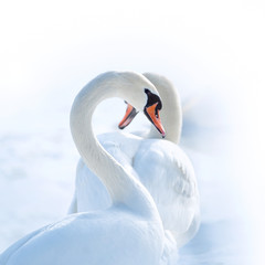 white swans with heart-shape necks on white background