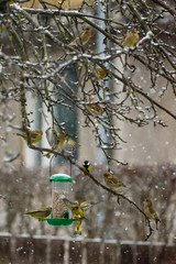 European greenfinch (Chloris chloris) at bird feeder.