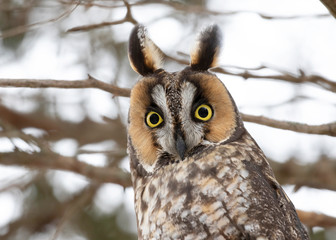 Long-eared owl (Asio otus) perched on a branch under a cedar tree in winter in Canada