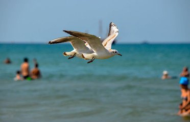 seagull in flight