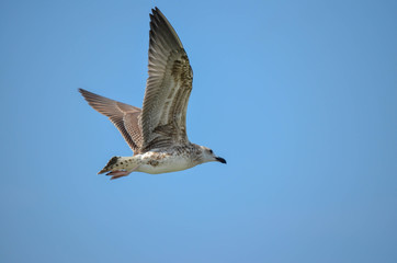 Obraz premium seagull in flight