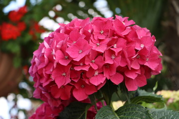 Garden Hydrangea at Lago Maggiore, Italy
