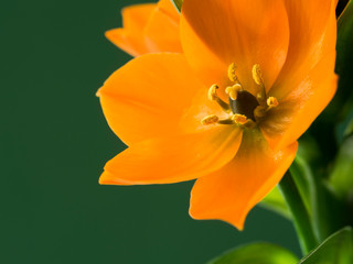 Nahaufnahme einer Milchstern (Ornithogalum) Bl&uuml;te