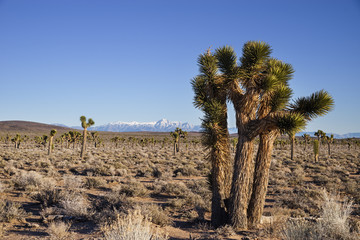 Joshua Trees Growing In High Desert